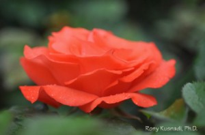 ronykusnadi_ALover_Rose