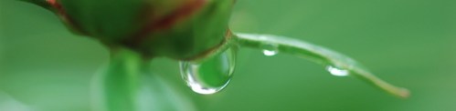 DSC_2216_DEW_BANNER_03a